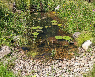 Pond Renovation & Restoration